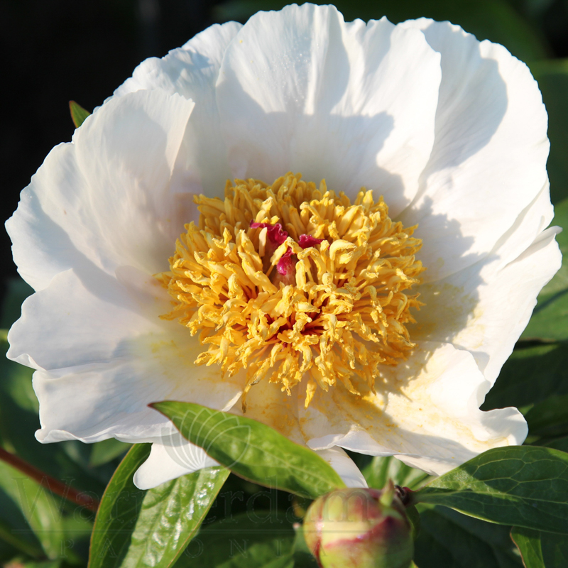 Just Peachy | Warmerdam Paeonia